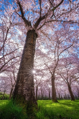 Blooming cherry tree