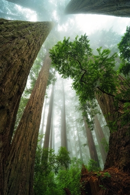 California Redwoods