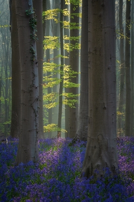 Primavera em verde e azul