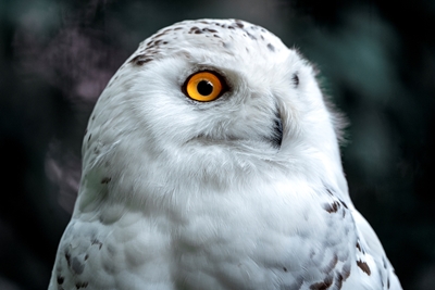 Snowy owl