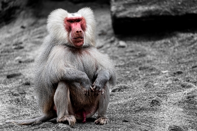 Mantled baboon