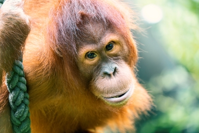 Orangutany sumatrzańskie