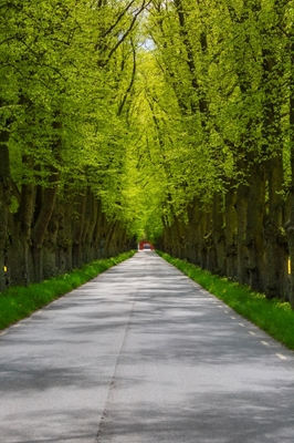 Alley in sheer greenery