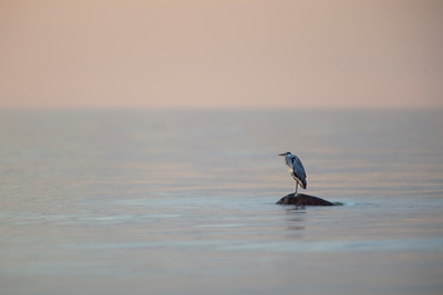 Heron in evening light