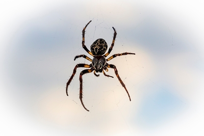 Araña cruzada en el cielo