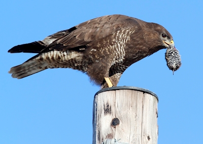 A Common buzzard with a snack
