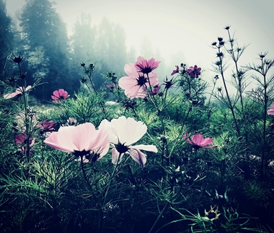 Nebbia mattutina