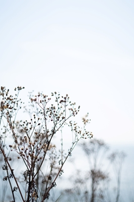 Flowers with a view