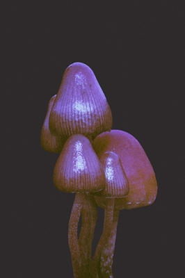 Magic Mushroom