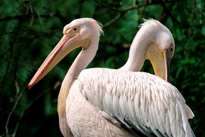 Pelicanos