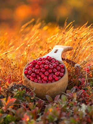 Herbstliche Preiselbeeren in der Tasse