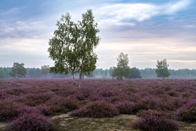 Blooming heathland