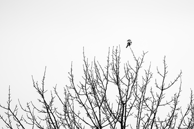 Black/White Great Grey Shrike