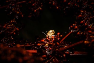 Kleine Schnecke