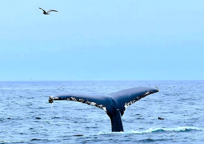 La ballena y el pájaro 