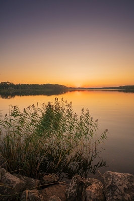 Gylden solnedgang ro