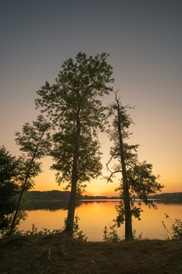 Zonsondergang door de bomen