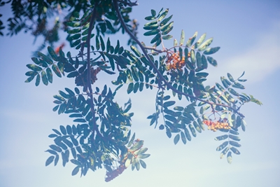 Rowan berries in August