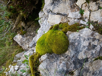 Naturaleza en la montaña