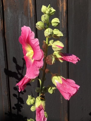 Bumblebee ja hollyhocks