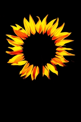 Sonnenblume