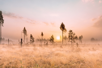 Nebbia sul paesaggio mattutino