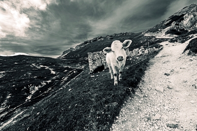 La vaca en la montaña