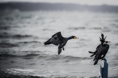 Ein Kormoran, der landet.