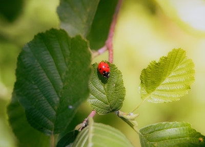  A ladybug on a leaf.