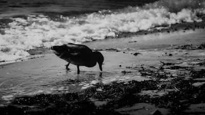 Un'anatra sulla spiaggia.