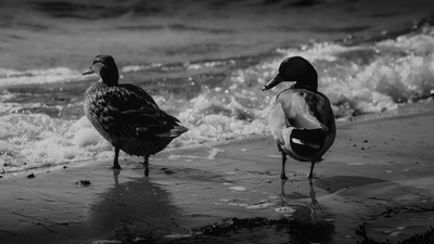 Zwei Enten machen einen Spaziergang.