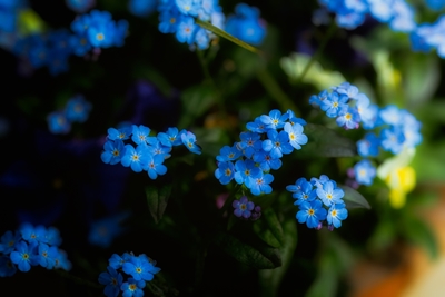 Forget me not