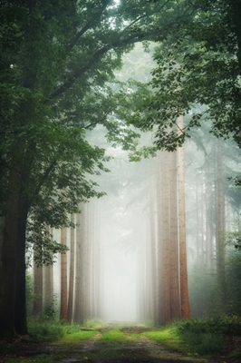 Mysterious forest