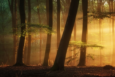 Luz mágica da floresta