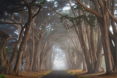 Tunnel de cyprès Californie