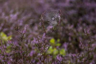 Spinnweben in der Moorlandschaft