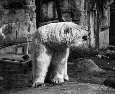 Oso polar en blanco y negro