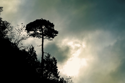 Tree on the mountain