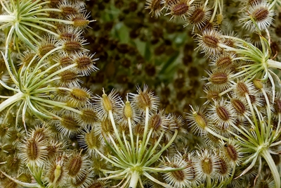 Wild Carrot seed head