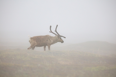 Rein in den Nebel