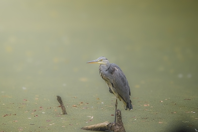 One heron in a pond.