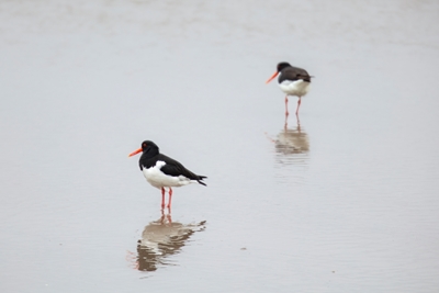 Reflection oystercatchers