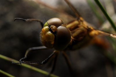 Libelle zwischen Grashalmen