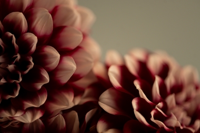 Burgandy red dahlias