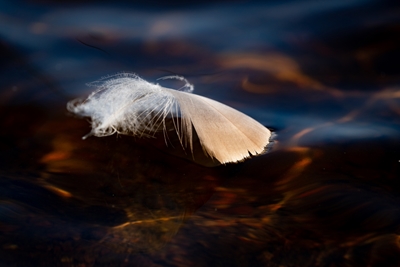 Pluma en el agua