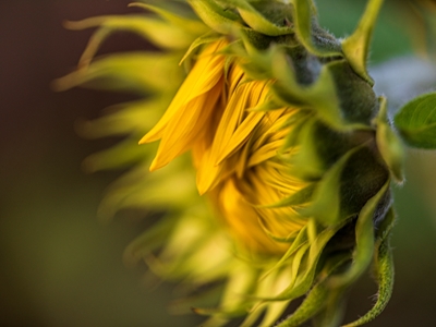 Girasole nella luce della sera