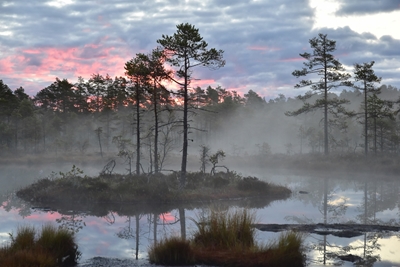 Sunrise over the bog