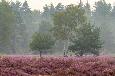 Paisaje de páramo en flor con abedul