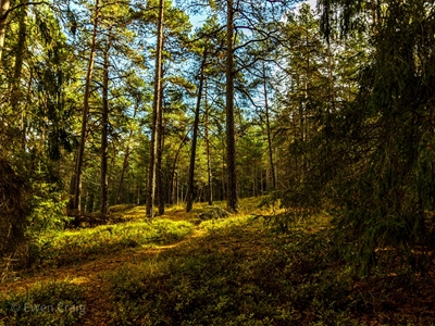 Skogen tornar upp sig