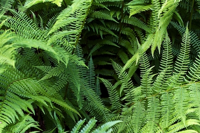 Fern in the Black Forest